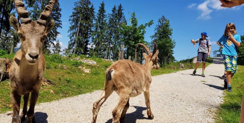 Apartment Wild - Im Skigebiet Gerlitzen & Ossiacher See Bodensdorf Exterior foto